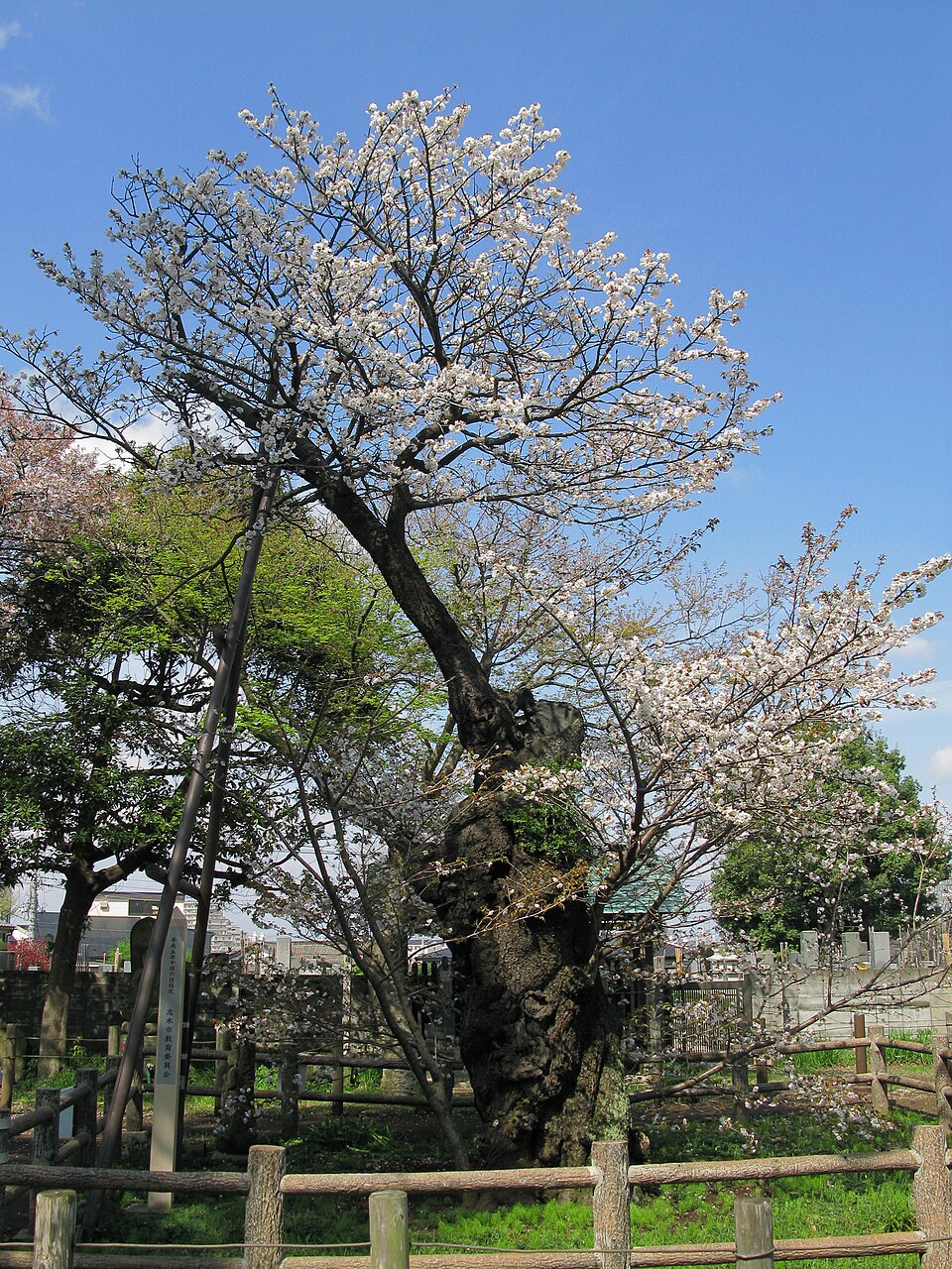 志木市の代表画像
