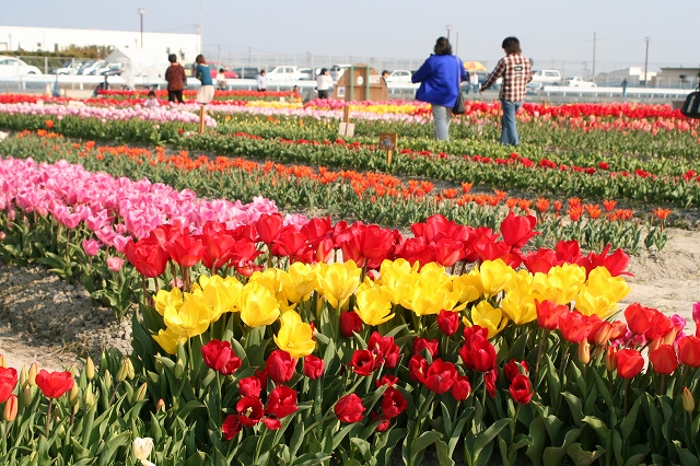 北島町の代表画像